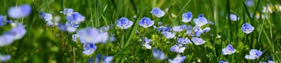 springflowers-banner.jpg